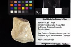 Foto (Objket + Etiketten) von Goniodromites bidentatus (Reuss, 1858) 